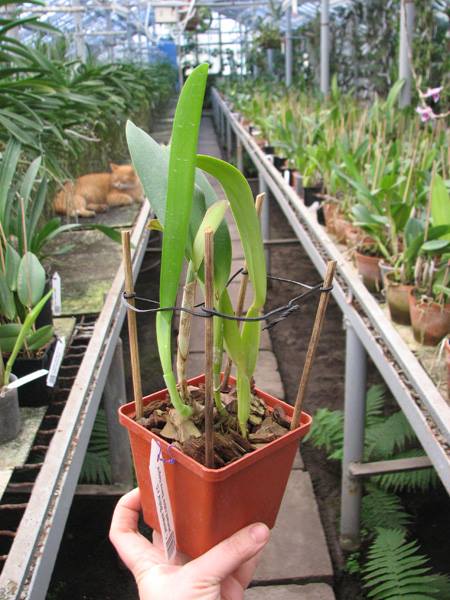 Cattleya jenmanii 'Boliva' x Cattleya jenmanii rubra 'Serra Negra'.jpg
