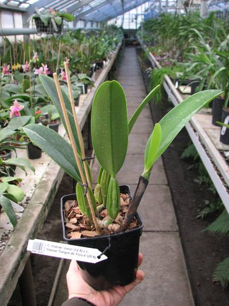 Cattleya trianae 'Junio' (12-8) x Cattleya trianae 'Sangre de Toro II'.jpg