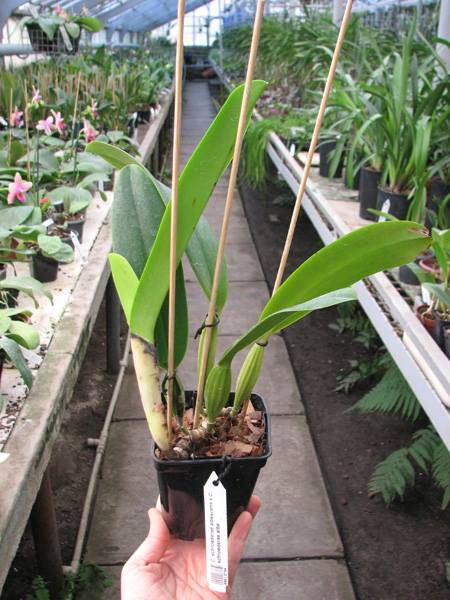Cattleya schroederae albescens x Cattleya schroederae alba.jpg