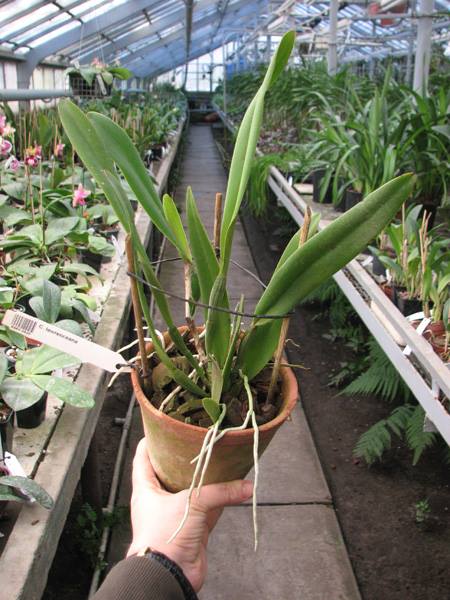Cattleya lawrenceana.jpg