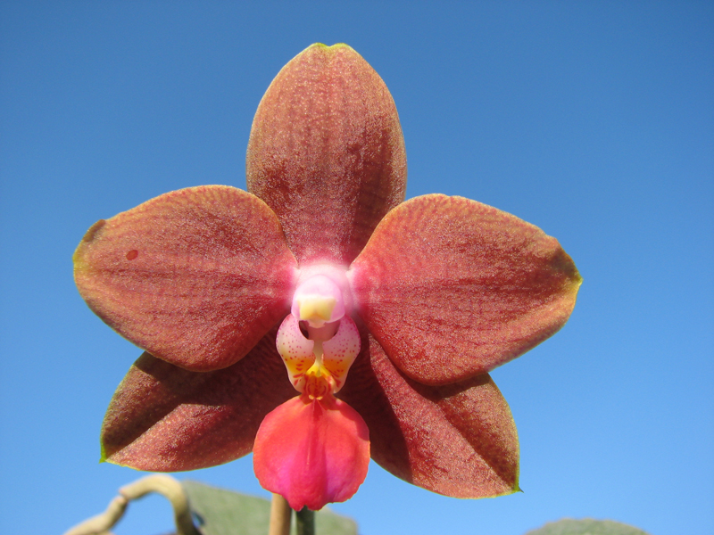 Phalaenopsis Sogo Lawrence x Phalaenopsis Kung's Red Cherry.jpg