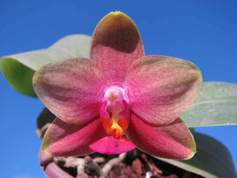 Doritaenopsis Sogo Meili x Phalaenopsis Ld's Bear Queen.jpg