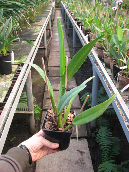 Cattleya mossiae alba 'Irene' x Cattleya mossiae alba 'Orosco'.jpg