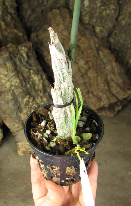 Catasetum (pileatum x Durval Ferreira).jpg