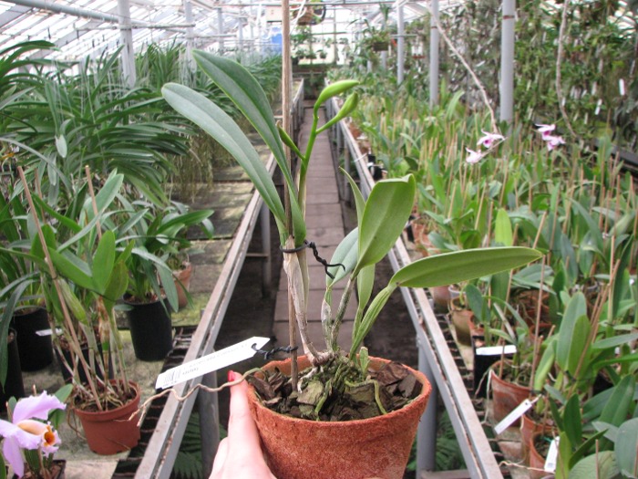 Cattleya warneri alba 'Colossus' x Laelia kautsky.JPG