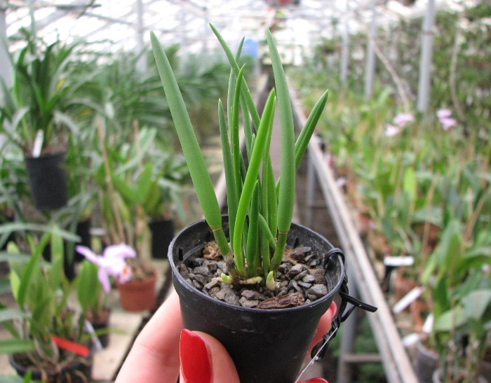 Leptotes bicolor.JPG