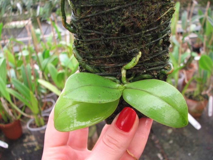Phalaenopsis bellina x cornu cervi thalebanii 'Dark Red'.JPG