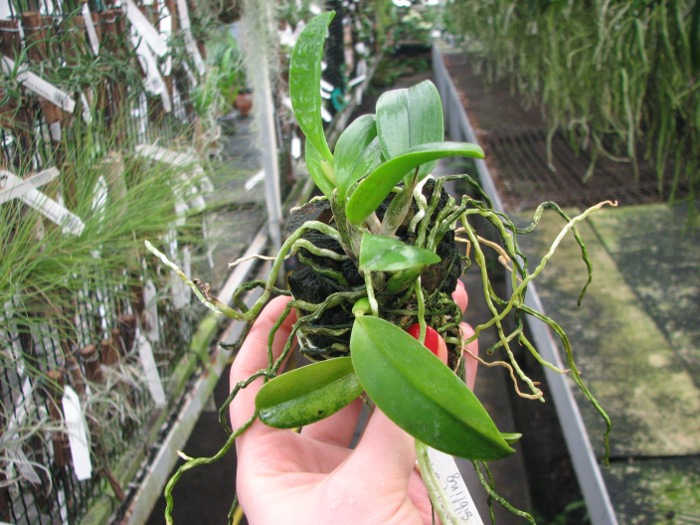 Laelia alaori escura x self.JPG