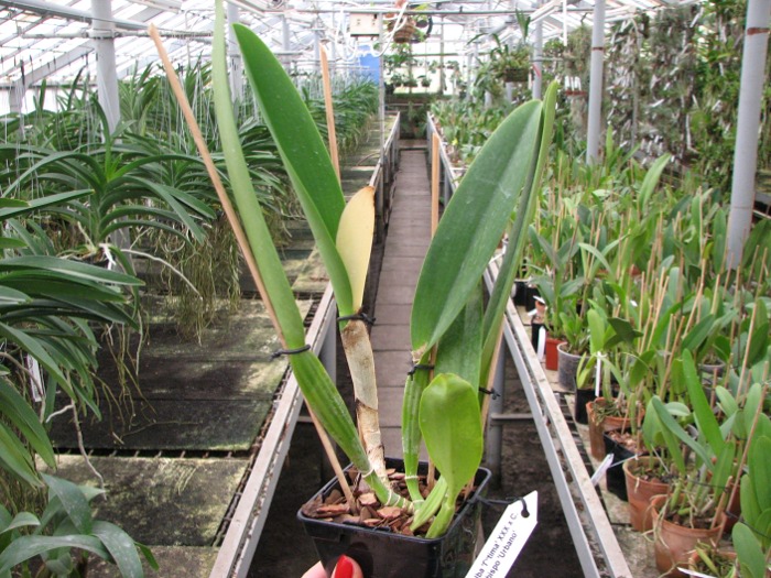 Cattleya labiata alba 'Otima' XXX x Cattleya labiata roxo bispo 'Urbano'.JPG