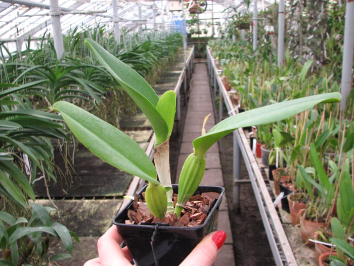 Cattleya labiata alba 'Jassira' (Z-86) x Cattleya labiata alba 'Pernambuco' (BH-200).JPG