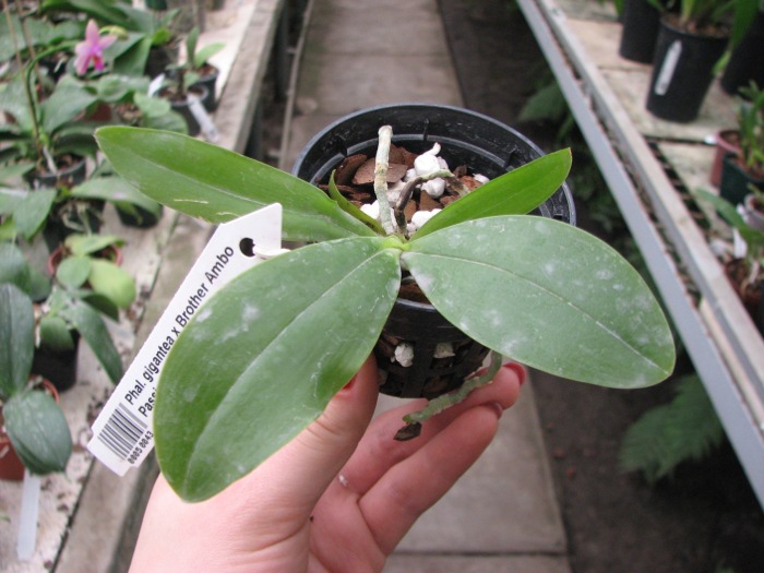 Phalaenopsis gigantea x Brother Ambo Passion.JPG