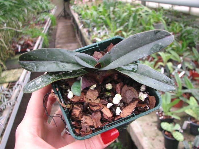 Paphiopedilum godefroyae.JPG