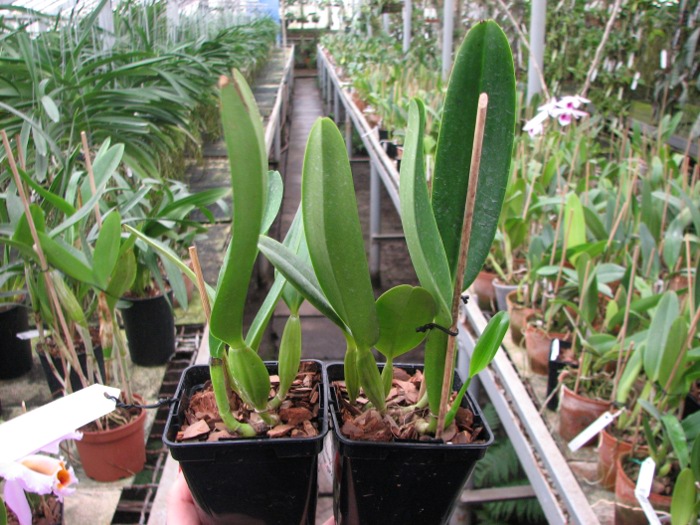 Cattleya labiata alba 'Jassira' (Z-86) x Cattleya labiata alba 'Pernambuco' (BH-200).JPG