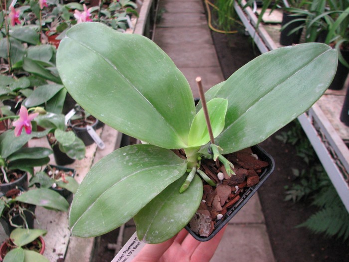 Phalaenopsis Jennifer Palermo (C1 type) x Phalaenopsis LD's Bear Queen.JPG