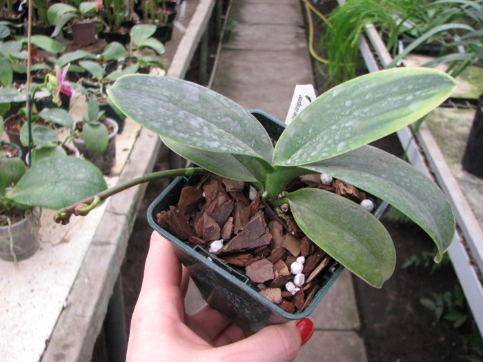 Doritaenopsis Sogo Vivien Variegated leaf.JPG
