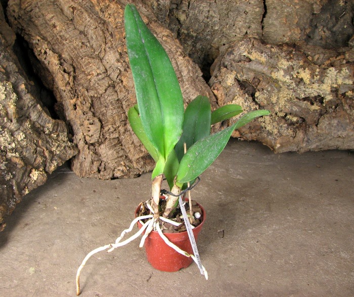 Rhynchosophrocattleya Mormilani Jewel 'Chunfong'.JPG