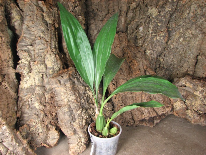Gongora scaphephorus.JPG