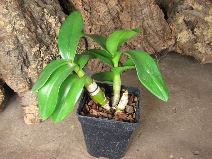Dendrobium Jairak Min 'Mangosteen'.JPG