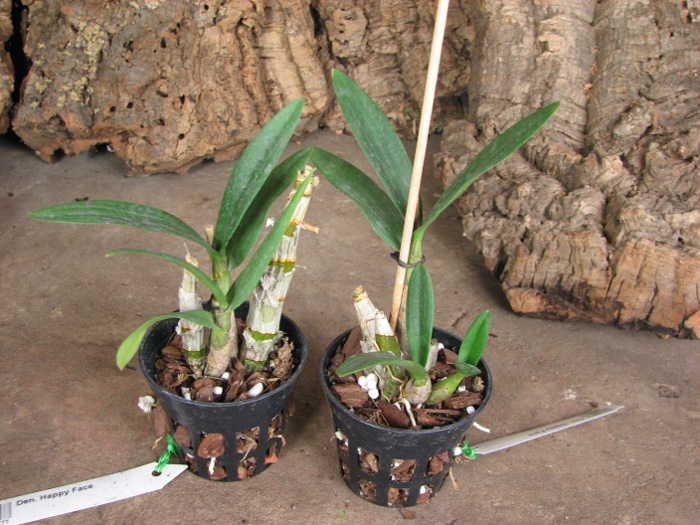 Dendrobium Happy Face.JPG