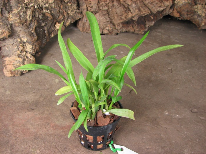 Oncidium Twinkle 'Red Fantasy'.JPG