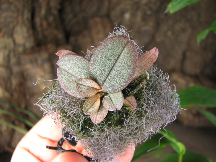 Aerangis punctata.jpg