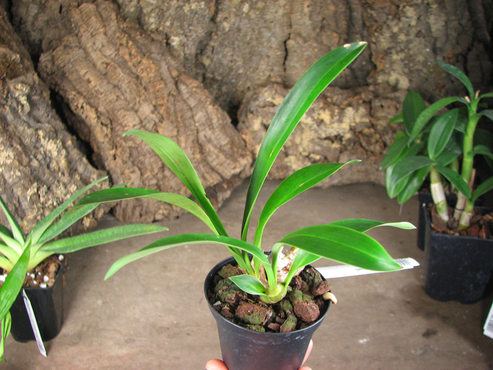 Cymbidium tigrinum.jpg