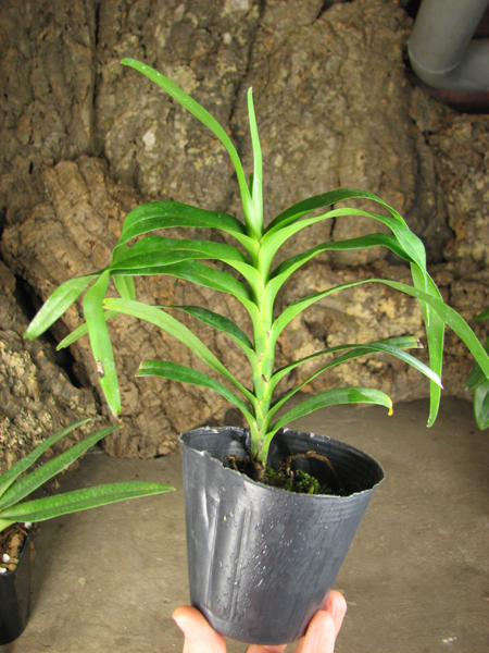 Angraecum viguieri.jpg