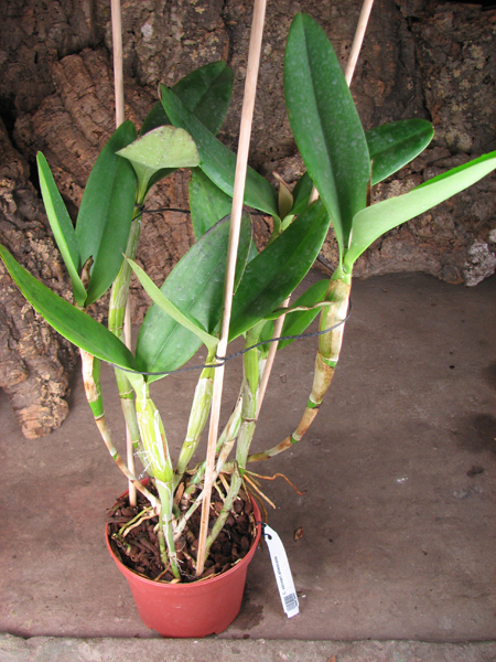 Cattleya skinneri albescens.jpg