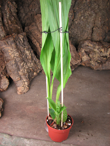 Lycaste Fire Bird.jpg