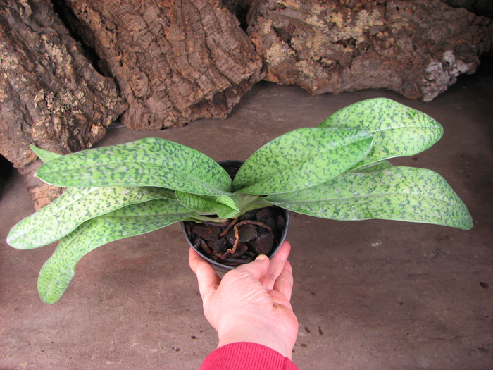 Paphiopedilum sukhakulii x kolopakingii.jpg