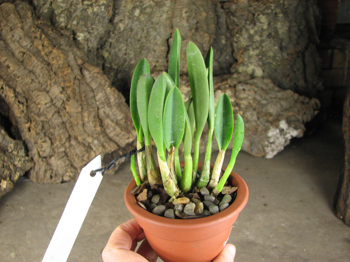Laelia lucasiana.jpg