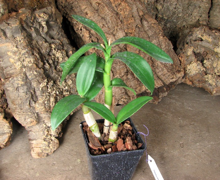Dendrobium Rainbow Fantasy.JPG