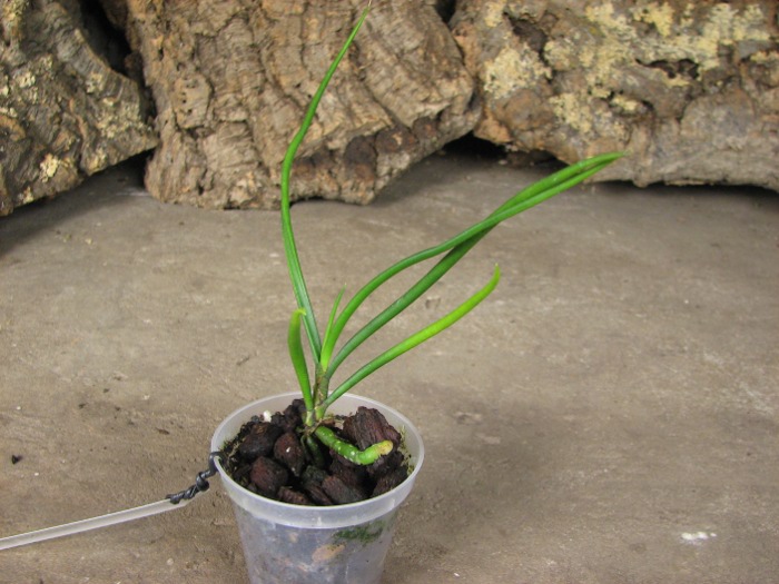 Holcoglossum wangii.JPG