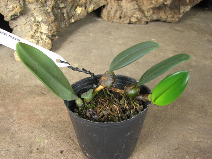 Bulbophyllum frostii.JPG
