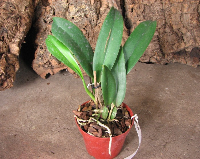 Brassolaeliocattleya Mother 'Aunt Yow'.JPG