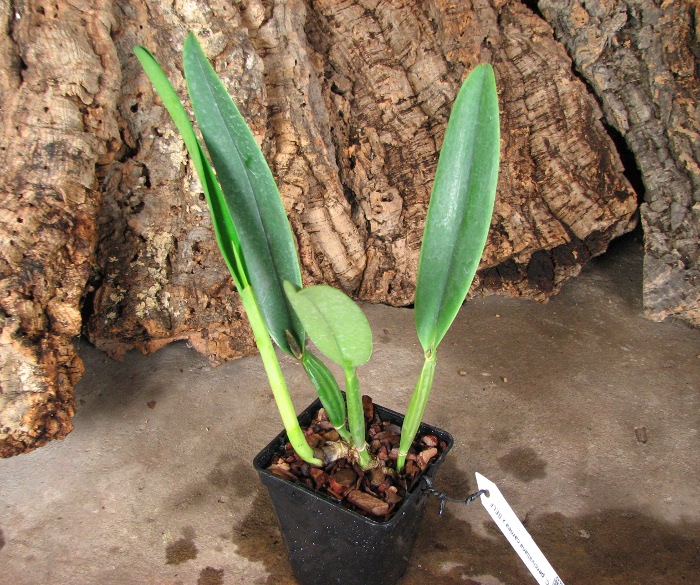 Cattleya percivaliana carnea x SELF.JPG