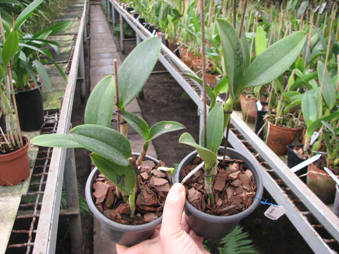 Cattleya Jungle Eyes 'ORCHIS'.jpg