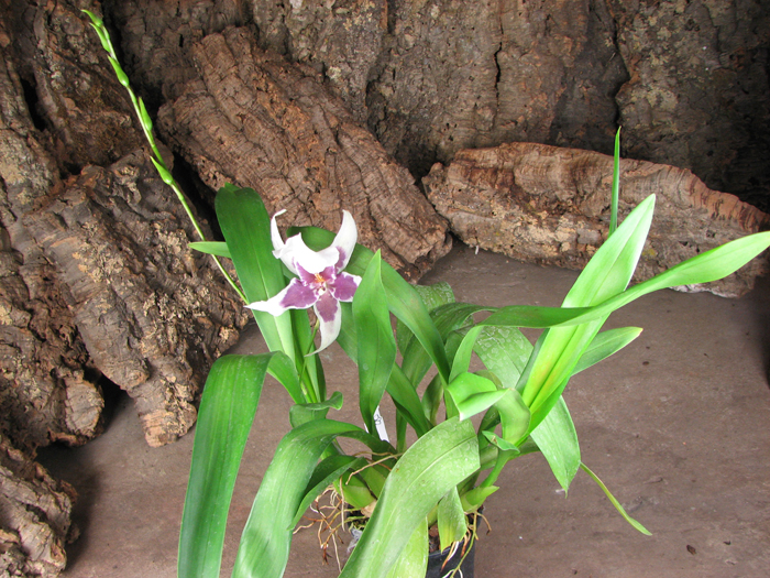 Beallara Tahoma Glacier 'Green'.jpg