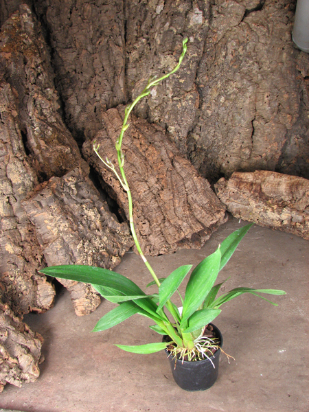Wilsonara Tiger Glow.jpg