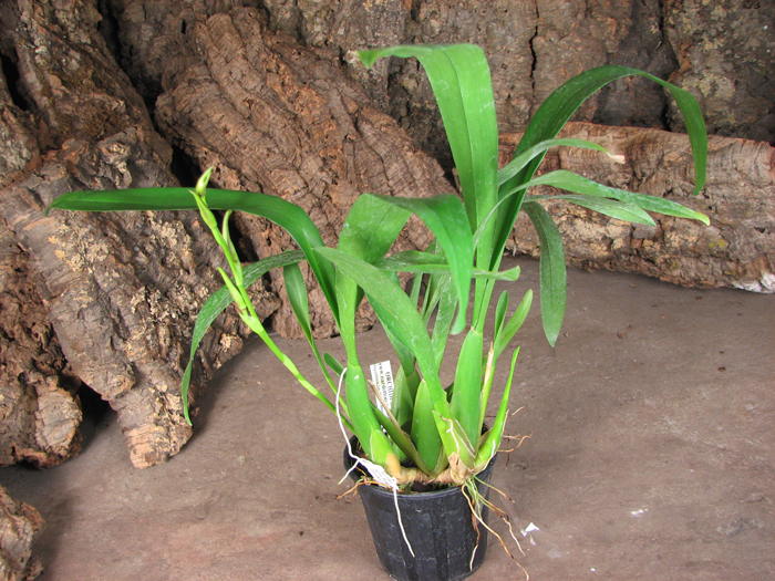 Miltassia Royal Robe 'Diplomat'.jpg