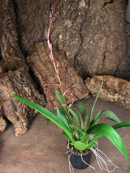 Colmanara Wild Cat 'Bob Cat'.jpg