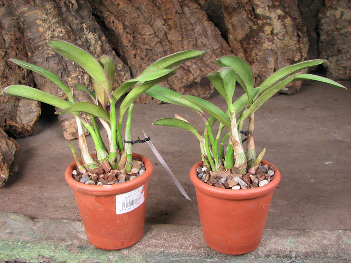 Laelia flava.jpg