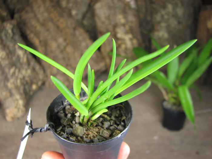 Leptotes bicolor.jpg