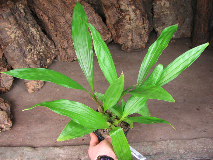 Gongora horichiana.jpg