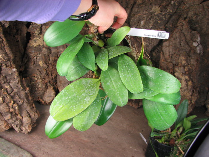 Bulbophyllum patens.jpg