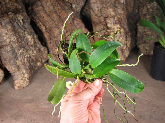 Laelia alaori escura II x Laelia alaori escura I.jpg