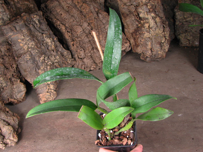 Epicattleya Siam Jade 'Avo'.jpg