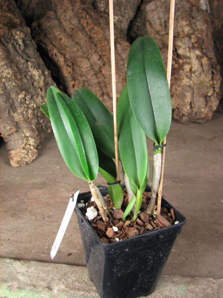 Cattleya Moscombe x Brassolaeliocattleya Ports of Paradise 'Emerald Isle' x Brassavola digbyana 'Mr Pig'.jpg