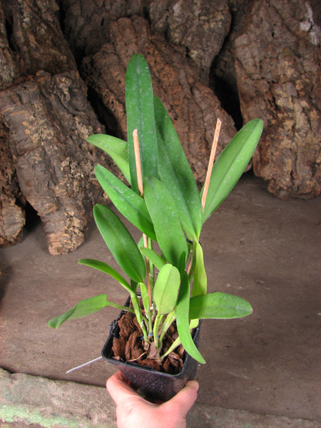 Laelia purpurata rubra flamea 'Osorio' x Cattleya leopoldii 'Marrom Glace'.jpg