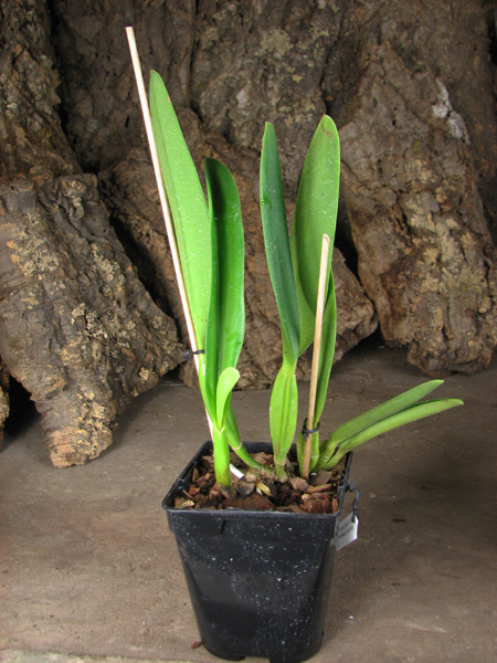 Cattleya trianae tipo 'Giant' x Cattleya trianae (Rolf Altenburg x Vitoria Castro).jpg